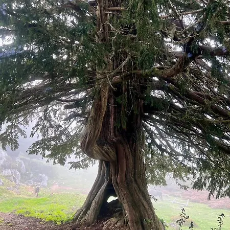 Basiver - Pico Samelar * Armano