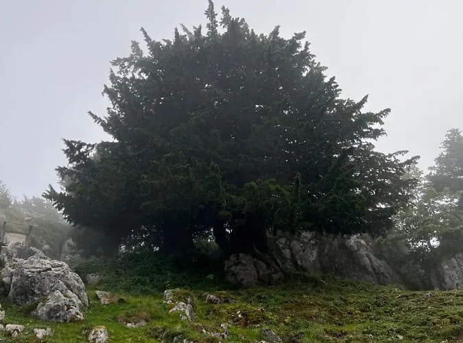 Basiver - Pico Samelar Gospodarstwo wiejskie