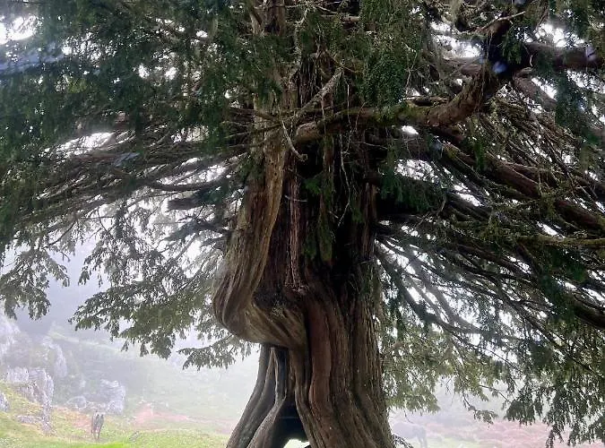 Basiver - Pico Samelar * Armano