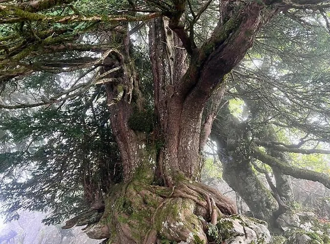 Basiver - Pico Samelar Gospodarstwo wiejskie